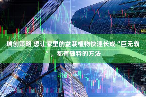 瑞创策略 想让家里的盆栽植物快速长成“巨无霸”，都有独特的方法